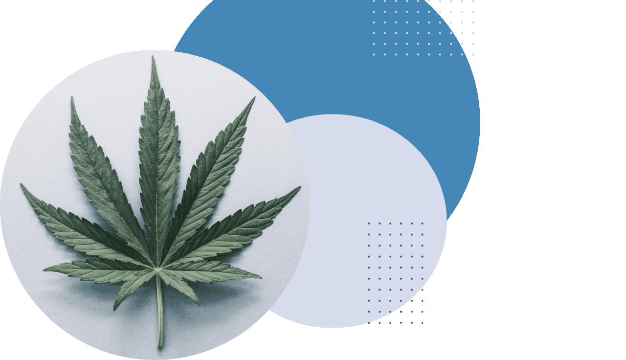 grĂŒnes Cannabis Blatt auf blauen Kreisen